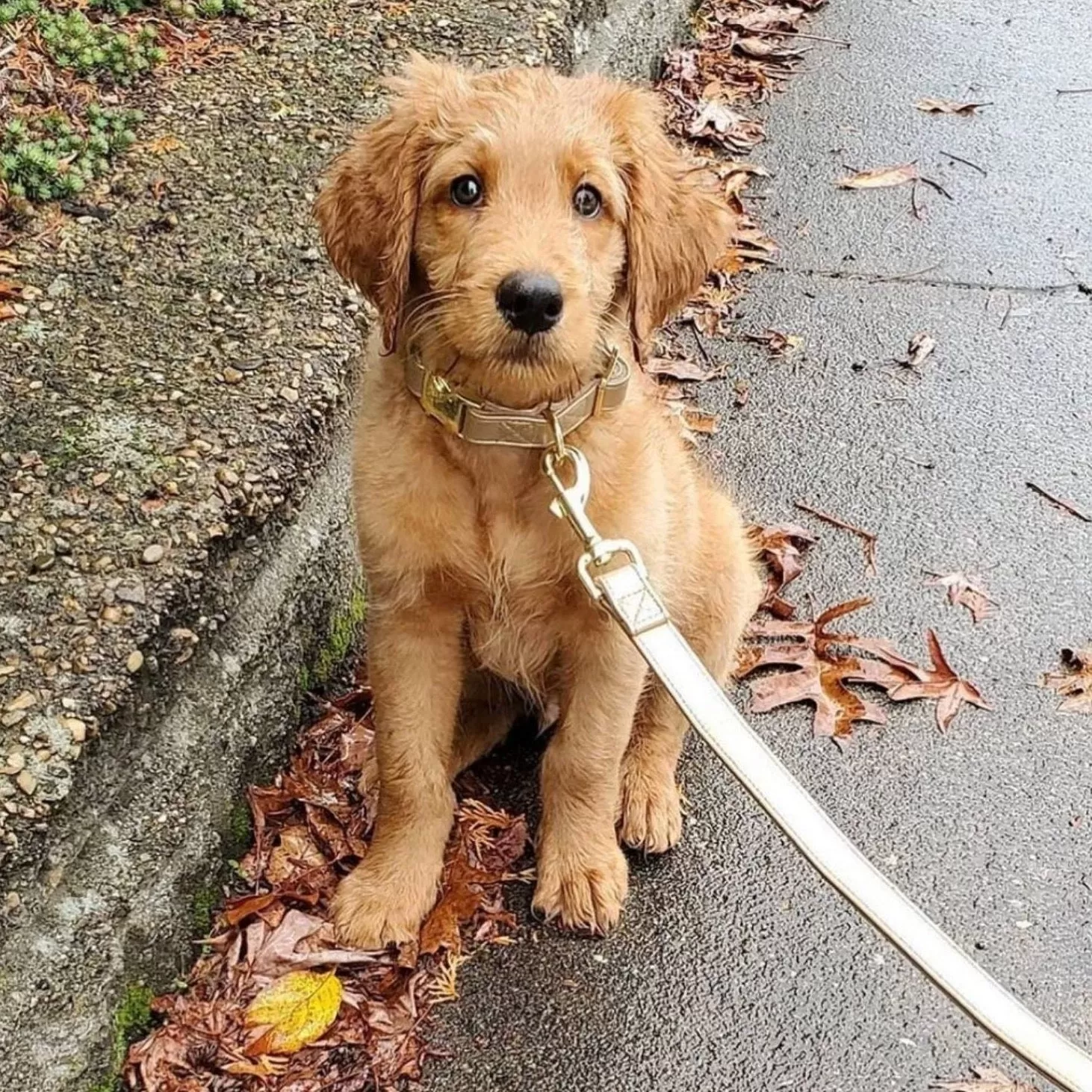 Royal Gold Collar & Leash Set